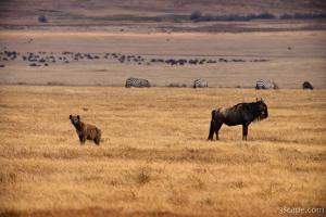 Hyena and Wildebeest, living side by side