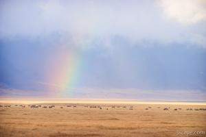 Rainbow and animals on the crater floor