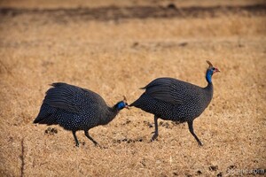 Guinea Hens