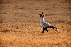Secretary Bird