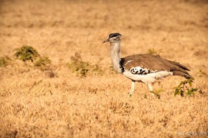 Kori Bustard
