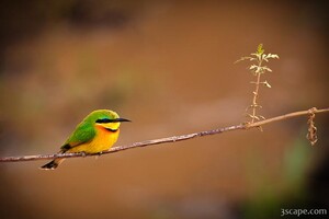 Cinnamon-chested Bee-eater
