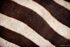 Zebra stripes