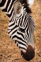 Common Zebra