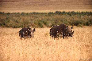 Black Rhinoceros with baby