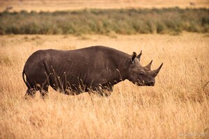 Black Rhino