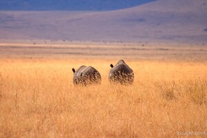 Black rhinos walking away