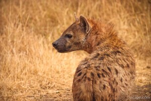 Spotted Hyena