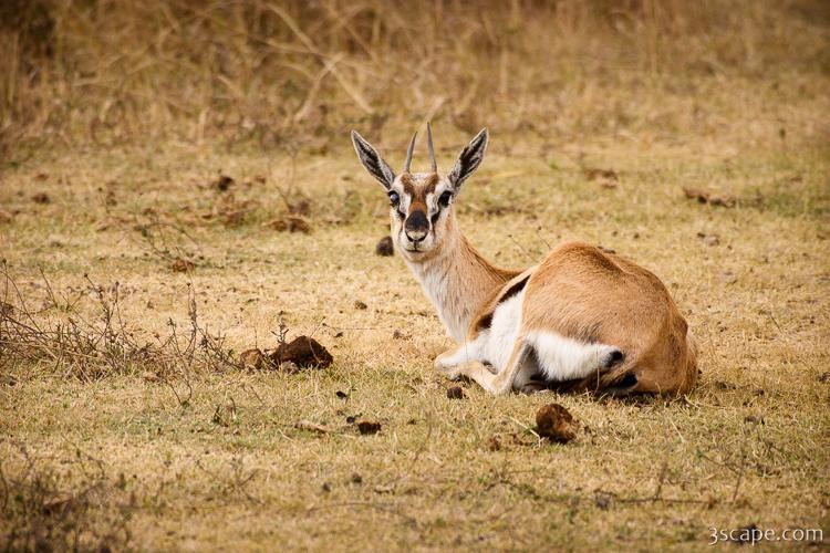 Thomsons Gazelle