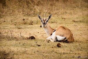 Thomsons Gazelle