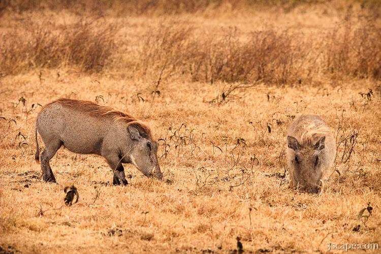 Warthogs searching for food