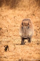 Warthog