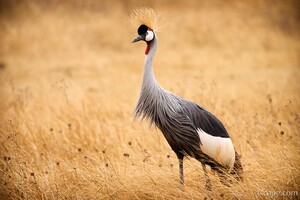 Gray Crowned Crane
