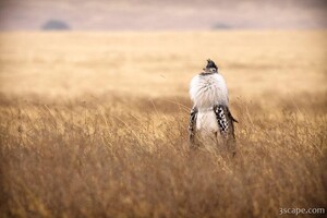 Male Kori Bustard displaying himself to court a female