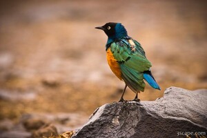 Superb Starling