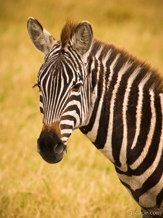 Common Zebra