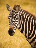 Common Zebra