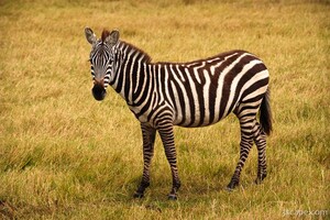 Common Zebra