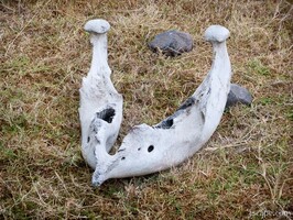 Looks like the lower jaw bone of an elephant