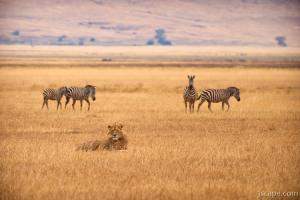 Zebras sneaking past a lion