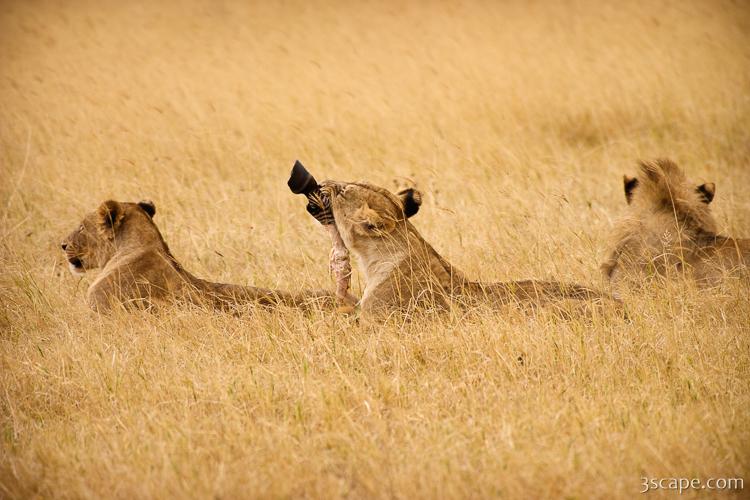 These lions had their fill of an unlucky zebra