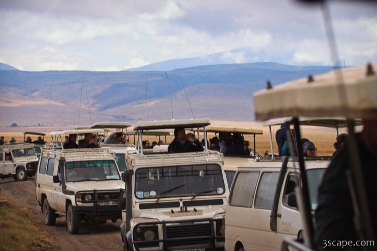 A huge throng of safari vehicles showed up to watch the feeding