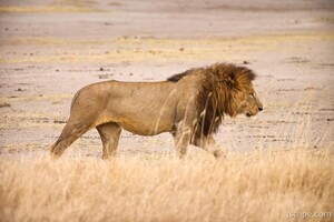 Large male lion
