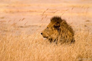 Large male lion resting after a meal