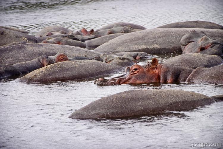A pile of hippos resting in the cool water