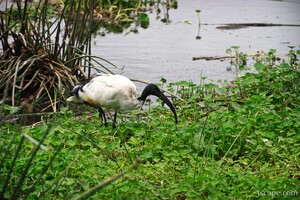 Sacred Ibis