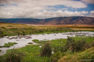 The hippo pond
