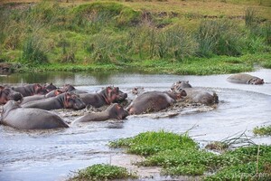 Some hippos seem to have gotten upset and started biting each other