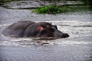 Lone hippo