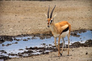 Thomson's Gazelle