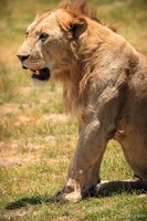 Young male lion