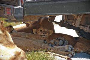 Lion cubs resting in the shade