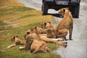 Family of lions