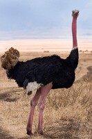 Male ostrich