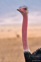 Male ostrich