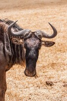Wildebeest