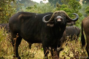 That's one smiley Cape Buffalo