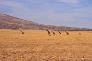 Giraffes on parade through the Serengeti