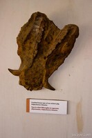 Lower jaw remains of an extinct pig