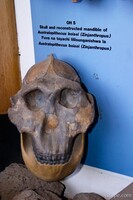 Reconstructed skull discovered in Oldupai Gorge