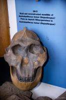 Reconstructed skull discovered in Oldupai Gorge