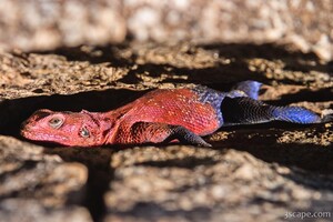 Male Agama Lizard