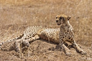 Female cheetah laying on a termite hill