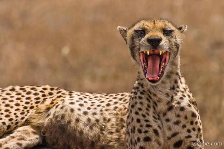 Cheetah showing her chops