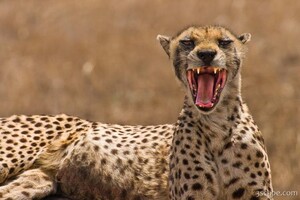 Cheetah showing her chops