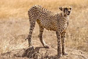 Cheetah surveying her surroundings